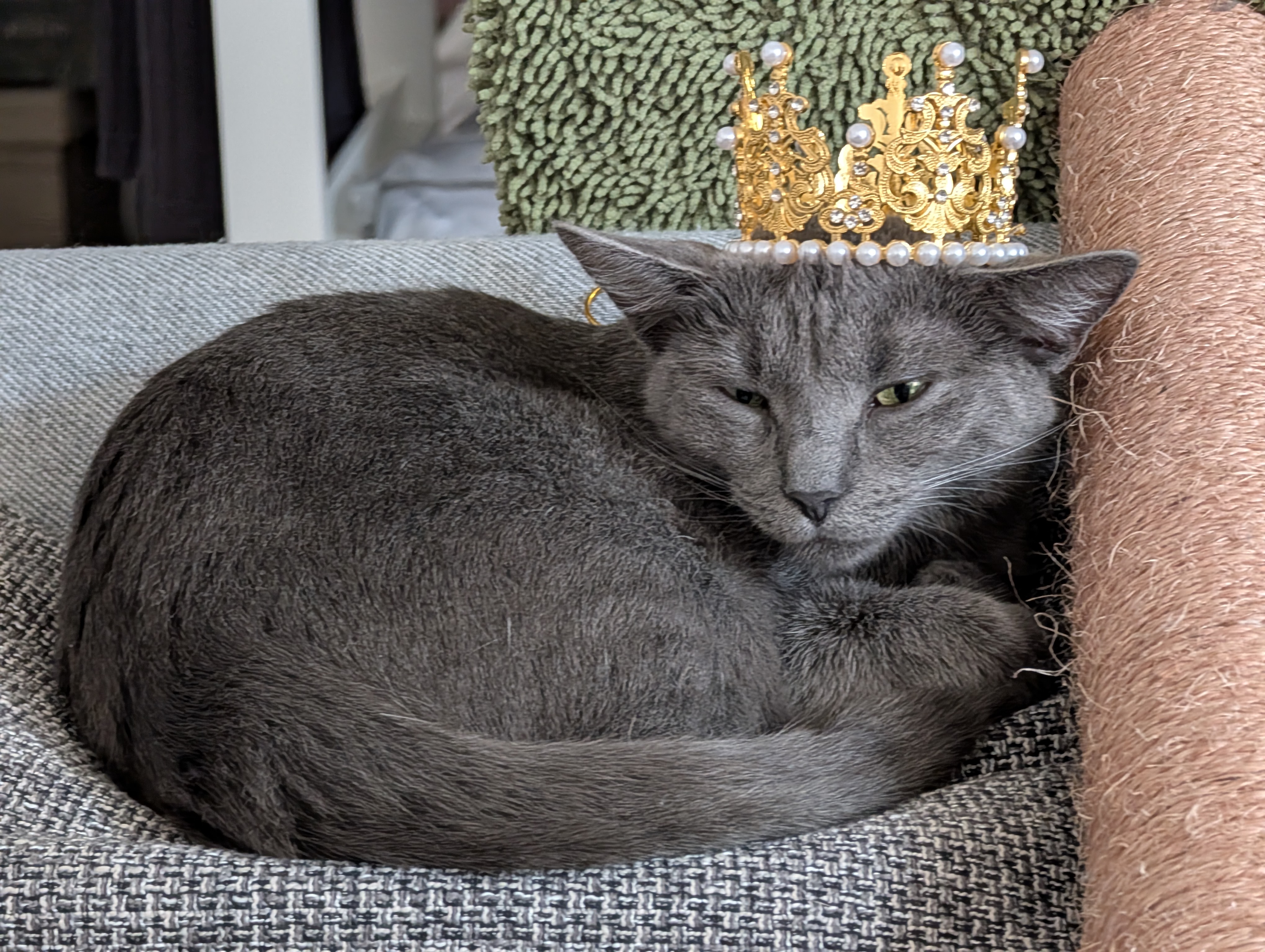 Lia the cat