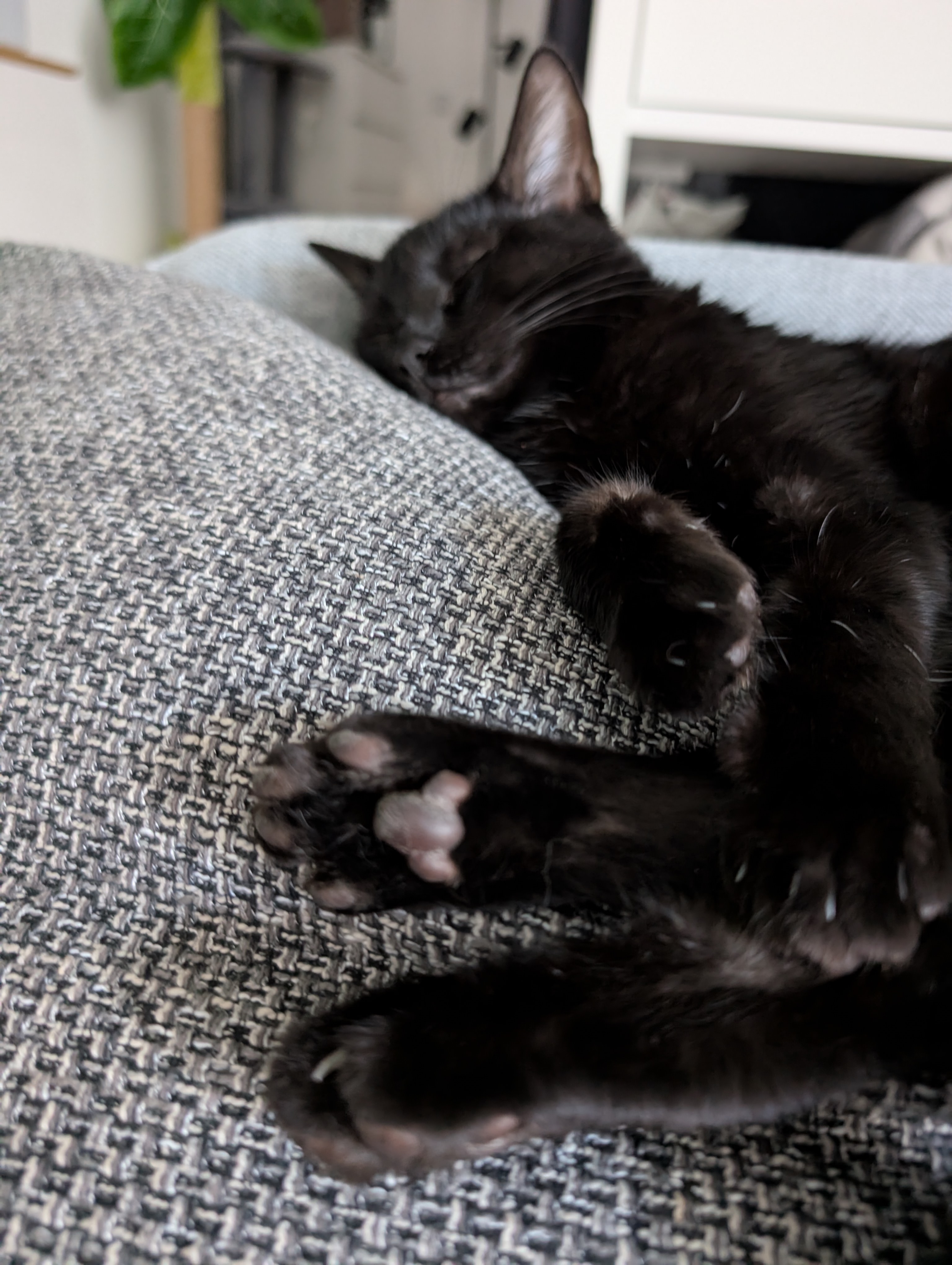 Lilith the cat