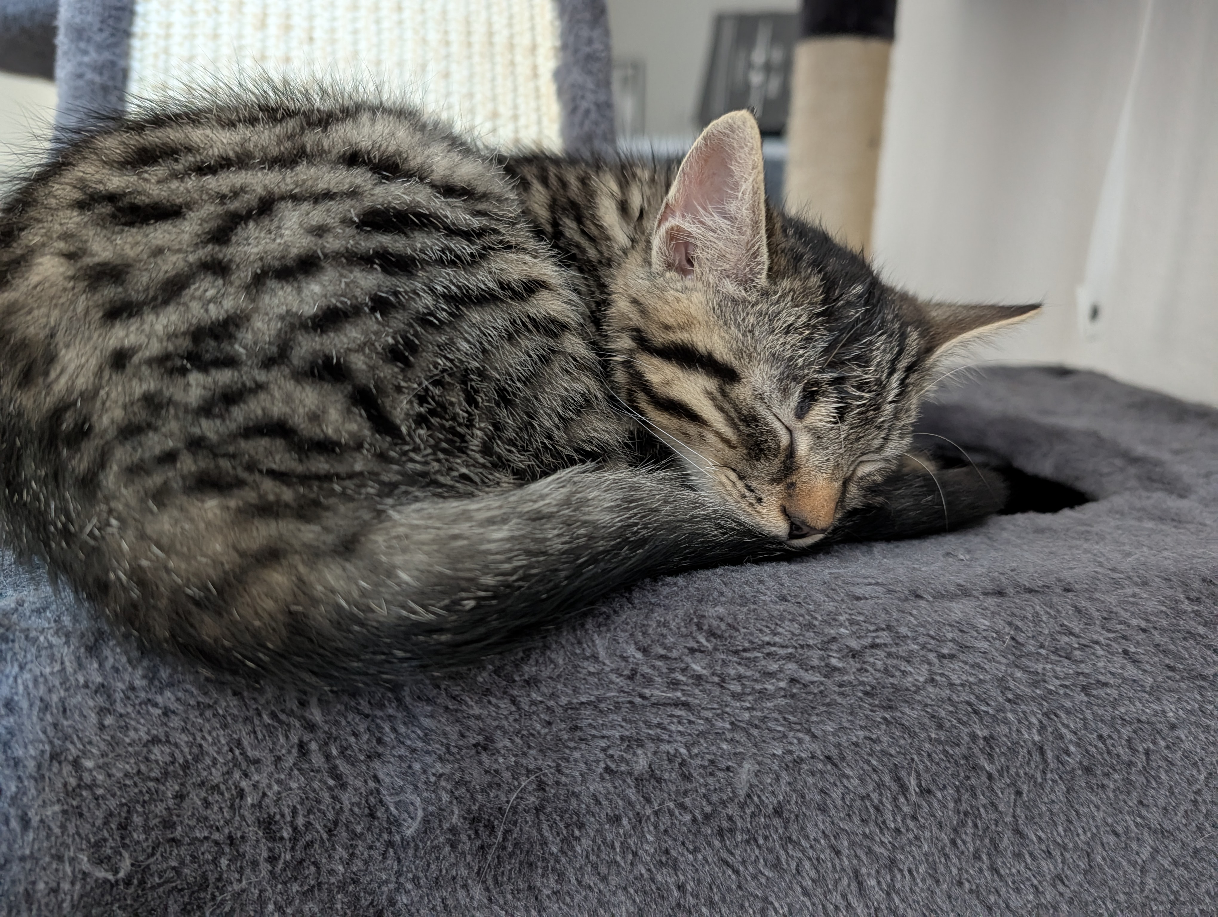 Rengar the cat